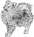 Pomeranian drawing